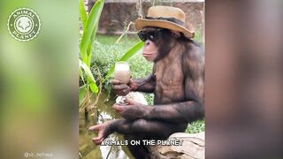 Chimpanzee - In 1 Minute! ???? One Of The Most Intelligent Animals In The World - 1 Minute Animals.