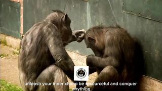 Unleash Your Inner Chimp- Conquer Anything!.