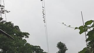কতো সুন্দর করে লাইন ধরে বসে আছে।।