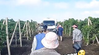 ГРОЗДОБЕР В БЕСАРАБИЯ