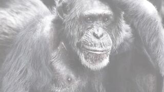 Gorilla vs Ape.