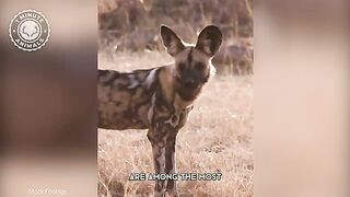 African Wild Dog ???? The Most Successful Hunter _ 1 Minute Animals.