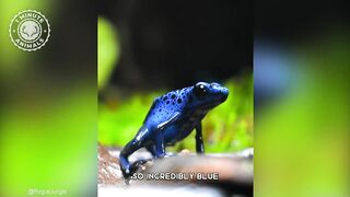 Blue Poison Dart Frog ???? Tiny But Lethal! - 1 Minute Animals.