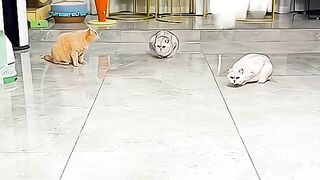Cat funny video 29