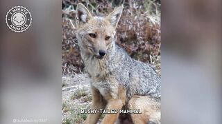 Culpeo ???? A Wild Dog You Didn't Know Existed - 1 Minute Animals.