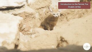 Facts about an exotic animal #fennecfox #nature #wildlife.