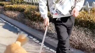 Dog Video?