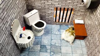 ????Hamster escapes the awesome maze for Pets in real life ???? in Hamster stories Part 2 2
