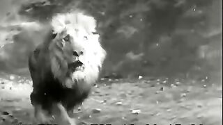 Lion vs Tiger Fight 2