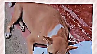 Emotional dog 2