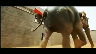 Jodhaa Akbar - Hrithik Roshan controls a wild Elephant HQ