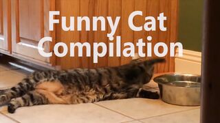 Funniest Cat 2
