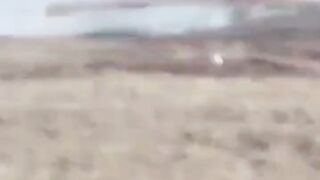 Crocodilo ataca o cachorro ????