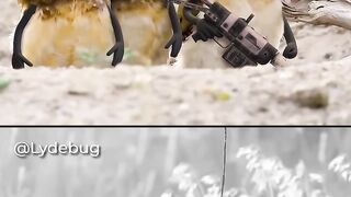 Funny birds gun man  ????????????????