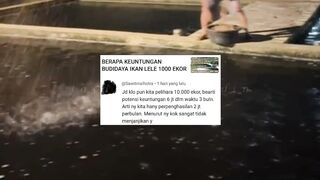 Berapa keuntungan Budidaya LELE 10rb ekor