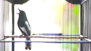 SUARA BURUNG kacer gacor NGEPLONG TARUNG ini paling AMPUH buat PANCINGAN KACER agar EMOSI