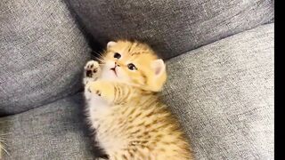 disturb the cat who is going to sleep on the sofa