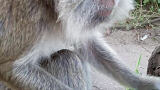 Pahit tapi enak