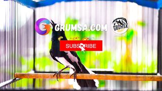 SUARA BURUNG Kacer Gacor Isian Mewah! Roll Speed Rapat Buat Kacer Lain Auto Respon!