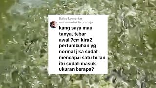 Tebar bibit lele ukuran 5-7cm umur 1 bulan idealnya ukuran berapa❓