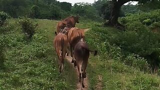 cow is very nice