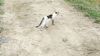 cat is beautiful