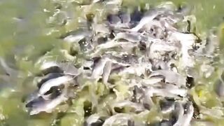 Ternak lele 1000 ekor❗ Jangan MIMPI untung besar, berpikirlah secara realistis
