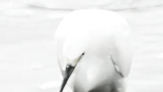 সুন্দর একটি ভিডিও। 4