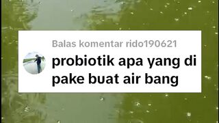 Rekomendasi PROBIOTIK terbaik untuk pemupukan air kolam ikan lele
