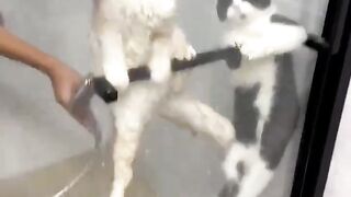 Hanging Cat