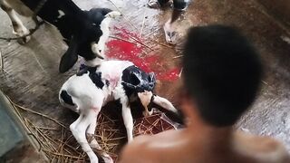 Alhamdulillah cow baby????????????????????