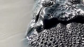 Crocodilo ???? de água salgada