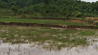 গ্রামের সেই সৌন্দর্য হাল চাষ