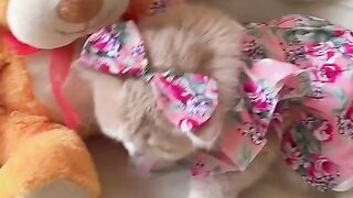Karen si Kucing Cantik