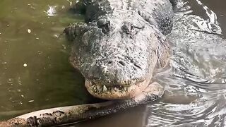 Alligator gigantesco