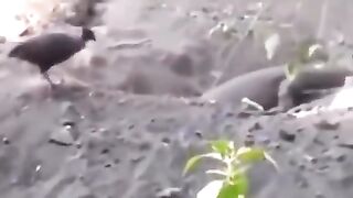 The cruelty of nature