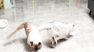 seeing this cat playing football is very cute