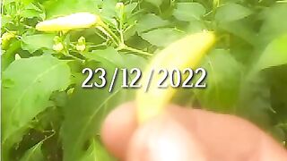 ZB-35  Chile plant and Garden