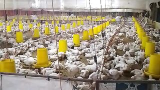 ayam broiler