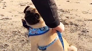 Funny Pug dog 2