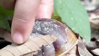 Survival Skills : I see snails in the forest ????????