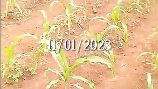 ZB-36 Popcorn trees and the Red ground
