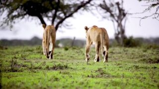 lions_game_reserve_africa