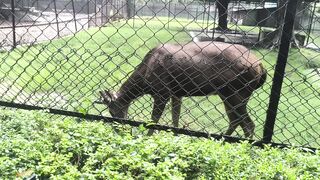 Kolkata zoo