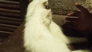 Persian cat white