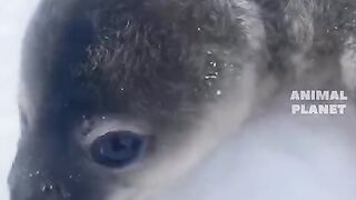 Лупоглазик ????
