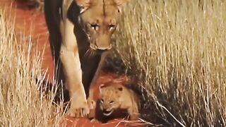 Lion family 2