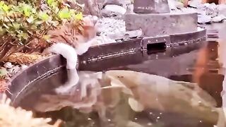 A Little Kitty is Playing with these Giant Fishes