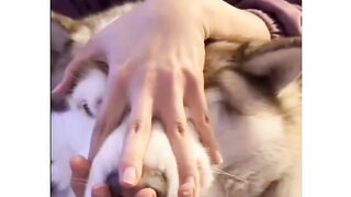 Funny Moments with her Siberian HuskY