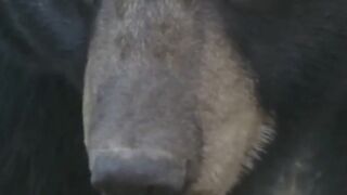 5 Fascinating Facts About Bears! ????.